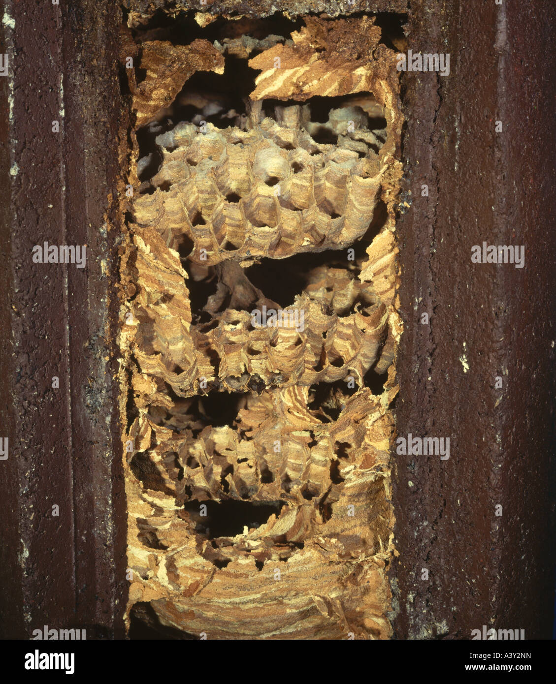 construction in birds nest hires stock photography and images Alamy